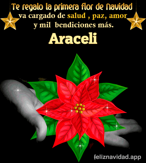 GIF Te regalo la primera flor de Navidad Araceli